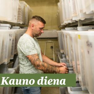 kauno diena